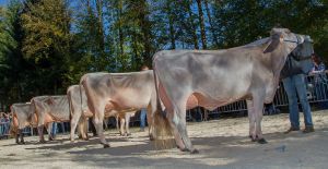 Lineup Championwahl BS